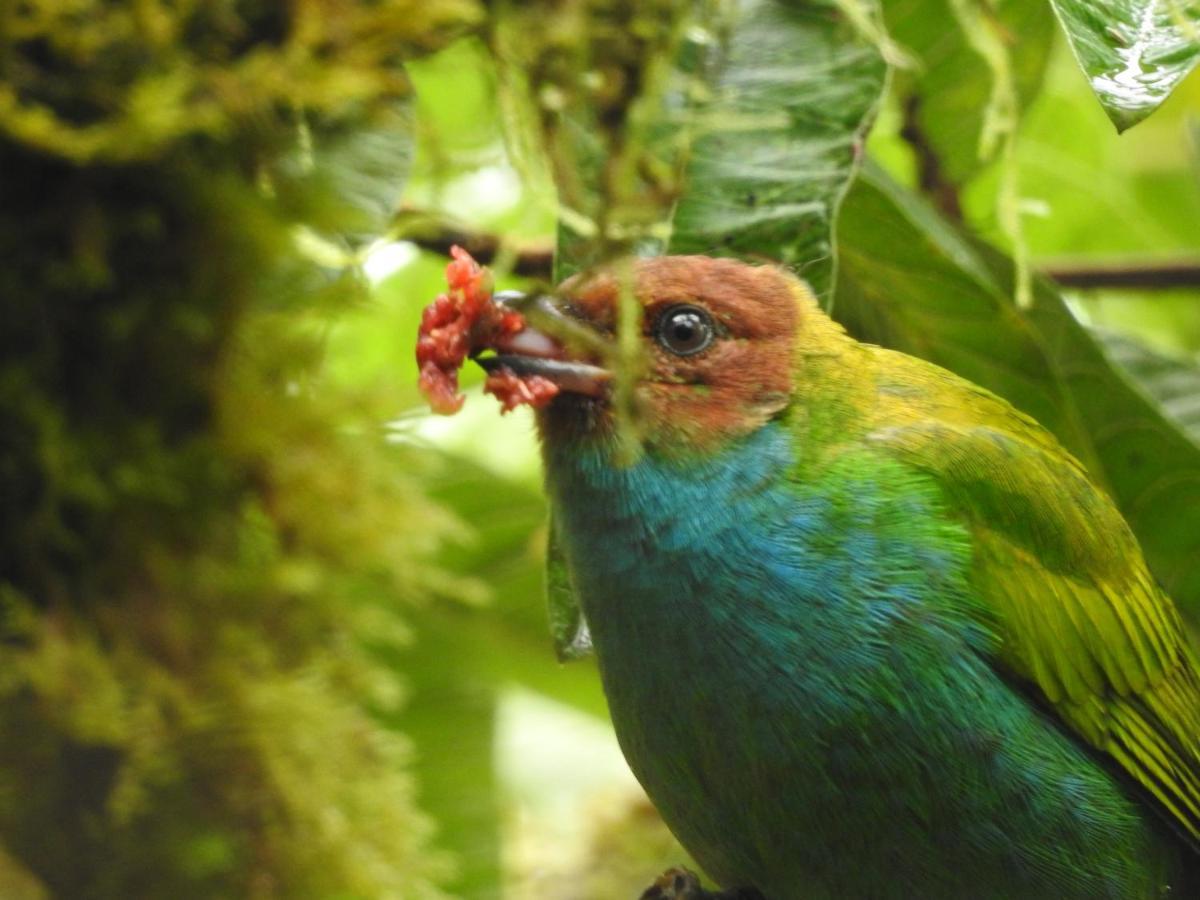 Biohostal Mindo Cloud Forest Bagian luar foto
