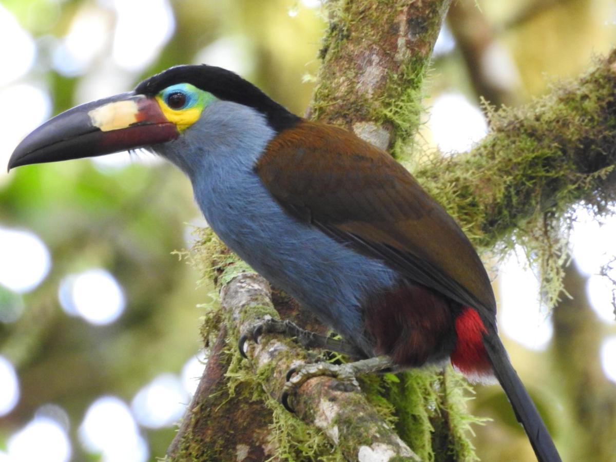 Biohostal Mindo Cloud Forest Bagian luar foto